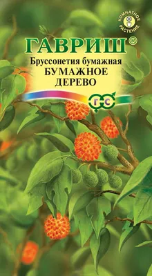 Фото семян деревьев: бесплатная коллекция для скачивания