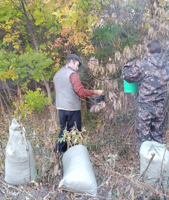 Признаки будущего: загадочные семена деревьев на фото