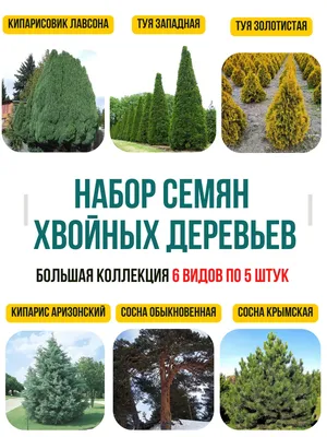 Божественное творение: фото, отражающие красоту семян деревьев