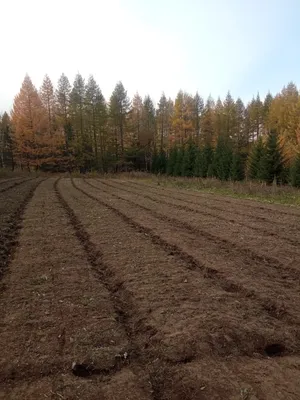 Фото семян деревьев в высоком качестве