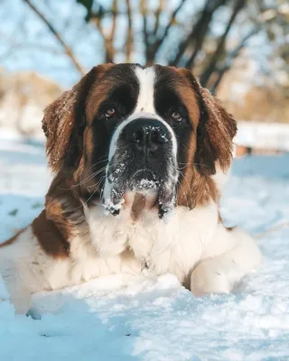 Собака-спасатель на фото: сенбернар