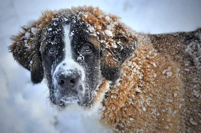 Фото сенбернара: внимательный и умный пес