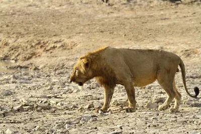 Сенегальский Лев  фото