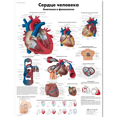 Сердце человека: Фото с аннотациями