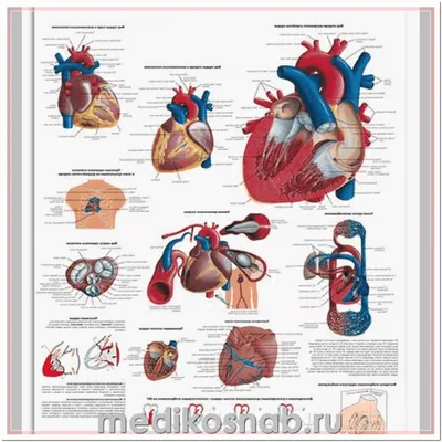 Картинка анатомии сердца человека: Разные варианты JPG и PNG