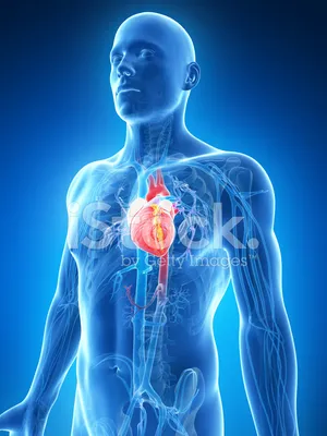Фотография анатомии сердца человека с подробными описаниями