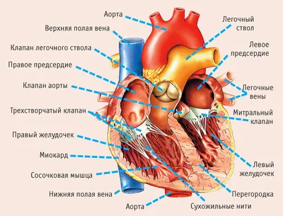 Иллюстрация анатомии сердца человека: Вариант PNG