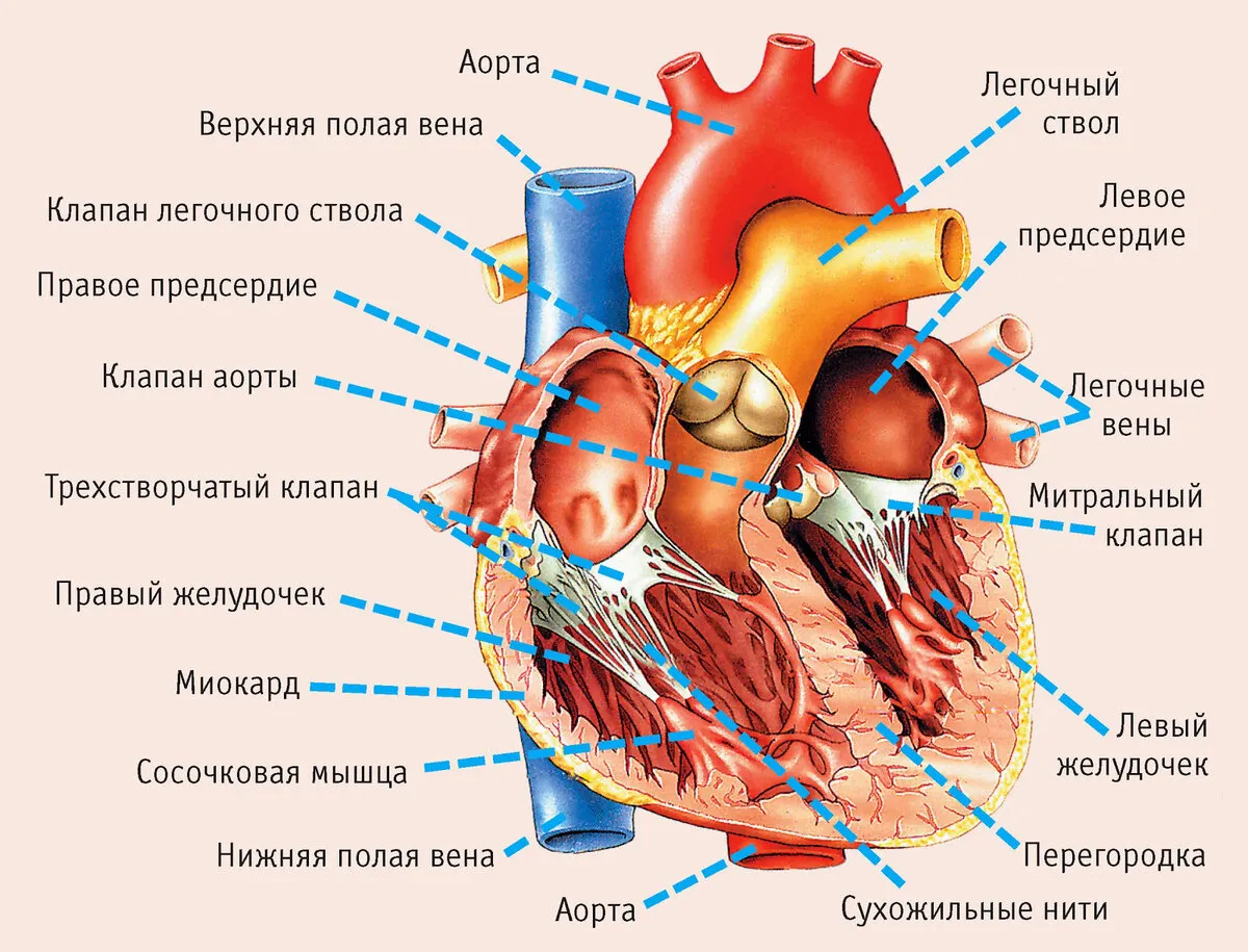 Анатомия сердца человека