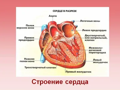 Сердце человека: Фото с подробными описаниями структуры