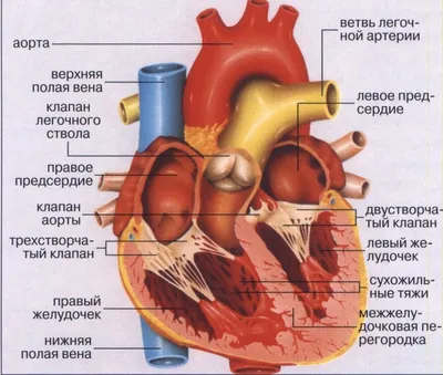 Фотография сердца человека для учебных целей: JPG или PNG