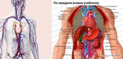 Ваша эмоциональная палитра: Фотографии сердца для любого размера