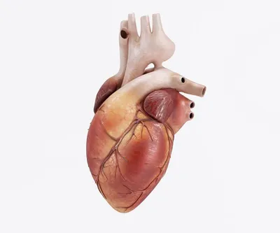 Сердце человека фотографии