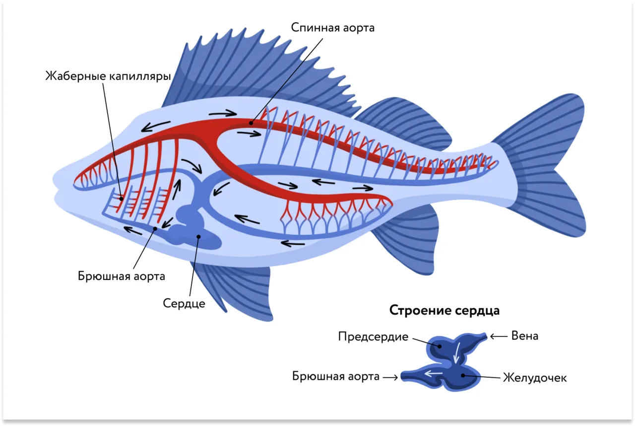 Двухкамерное сердце у рыб земноводных. Кровеносная система рыб схема. Дыхательная система костных рыб. Схема строения кровеносной системы рыб. Жабры рыбы строение.