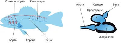 Сердце рыбы на фото: загрузка в jpg