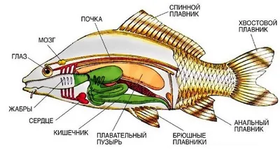 Фото рыбы с нежным Сердцем - выбирайте формат webp