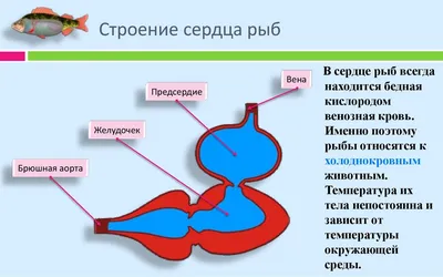 Фотка рыбы с нежным Сердцем - выбирайте размер и формат