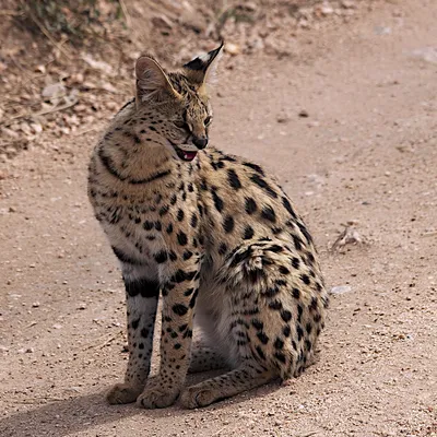 Обаятельные Серенгети кошки на фото