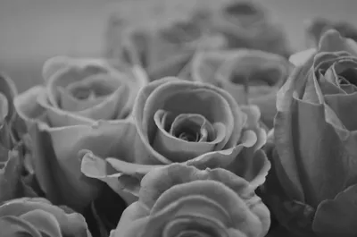 Фотка серых роз, создающая романтическую атмосферу