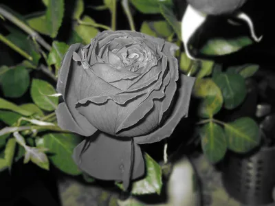 Серые розы на фото как символ элегантности