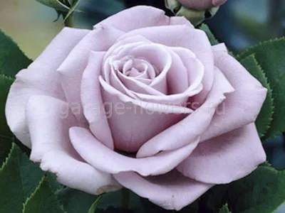 Фото серых роз, отражающее их утонченную красоту