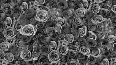 Серые розы в высоком разрешении jpg