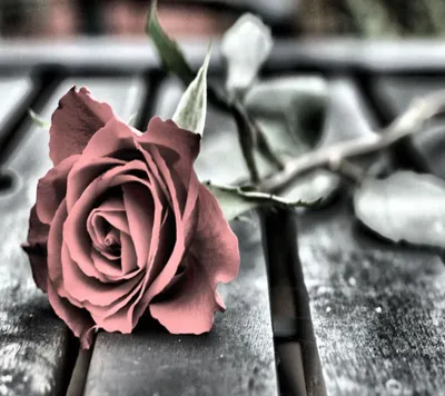 Фотография серых роз, идеальная для оформления открыток