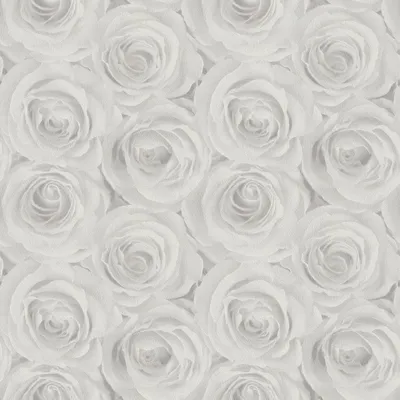 Красивые серые розы в формате jpg для скачивания
