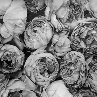 Фото серых роз в формате png для скачивания