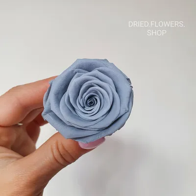 Серые розы на фото, идеальные для использования в дизайне