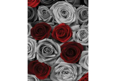 Фотка серых роз в формате png, подходящая для печати