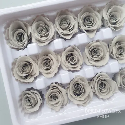 Красивые серые розы на фото