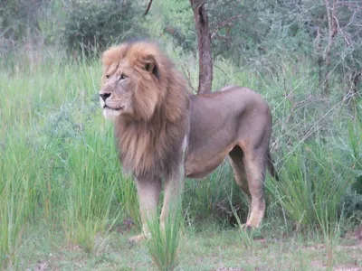 Фото Североконголезский лев в формате jpg