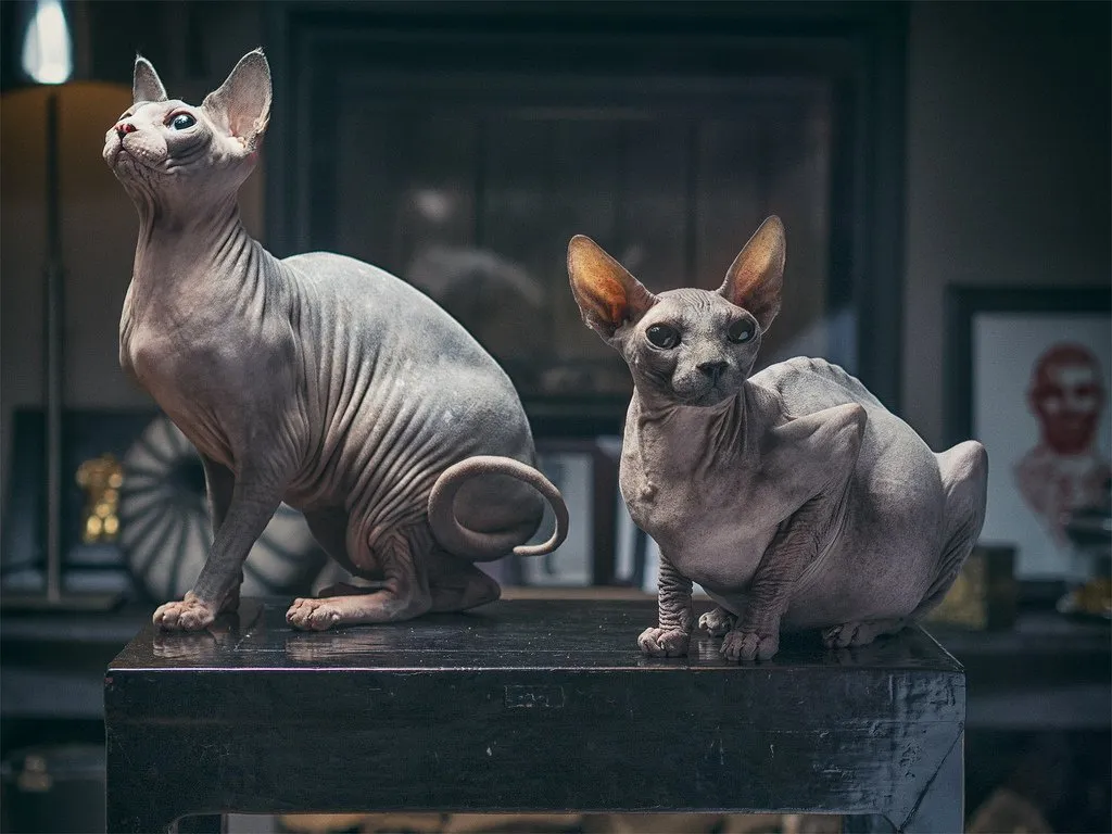 Фото сфинкса кошки. Донской сфинкс Эстетика. Китайский сфинкс кошка. Канадский сфинкс поет. Первый канадский сфинкс.