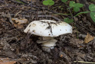 Фон с шампиньонами в лесу