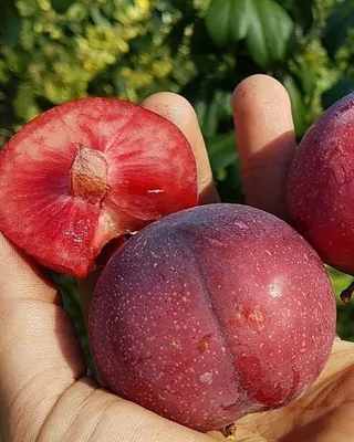 Удивительные фотографии Шарафуга дерева - скачать бесплатно.