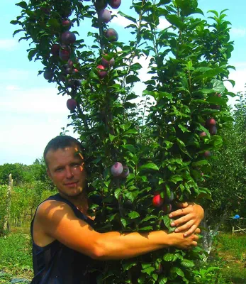 Скачать бесплатно фото Шарафуга дерева в хорошем качестве