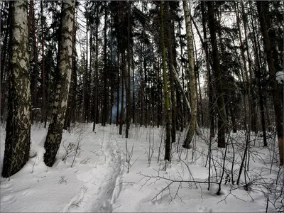 Эксклюзивные обои: Шашлык и зимний пейзаж