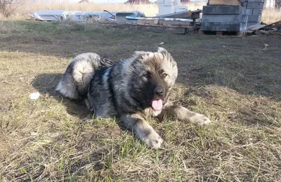 [81+] Щенок кавказской овчарки 4 месяца фото