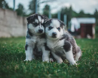 Фотография щенка хаски 3 месяца - милый фотокарточка