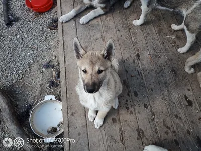 Фото щенка лайки 2 месяца в студийном качестве для лучшего эффекта