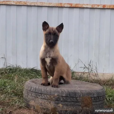 Смешное изображение щенка малинуа