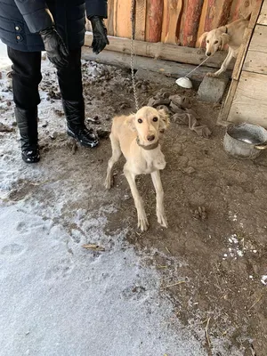 Щенок тазы, фотография в природе 