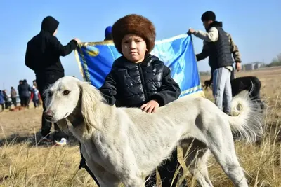 Щенок тазы с грустными глазками на фото 