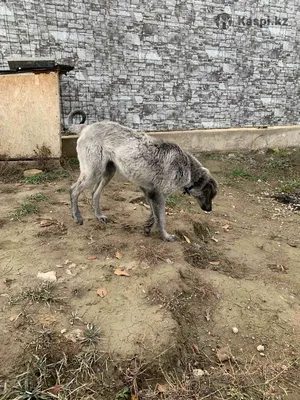 Щенок тазы в альпийских горах на фото 