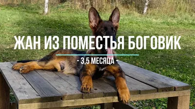 Щенок вео 3 месяца: фото в JPG формате с выбором размера изображения