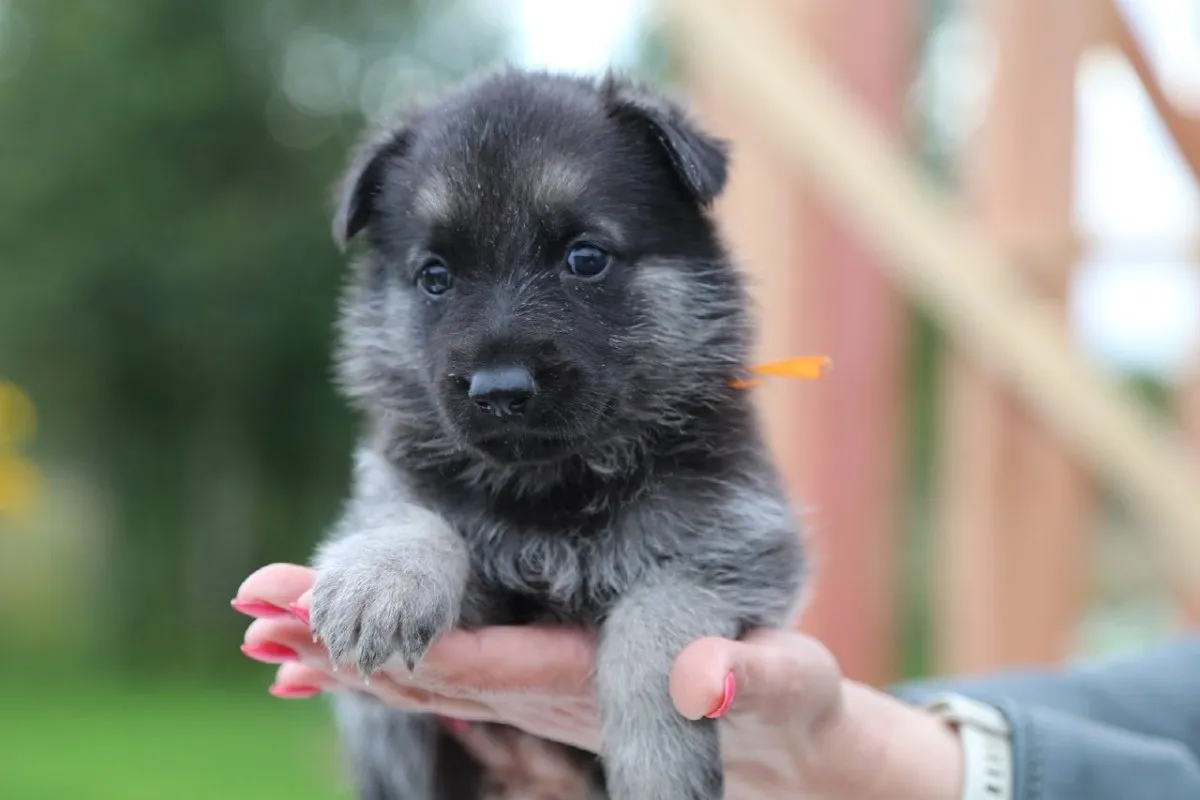 ROYAL CANIN корм для щенков Mini Puppy (2 кг)