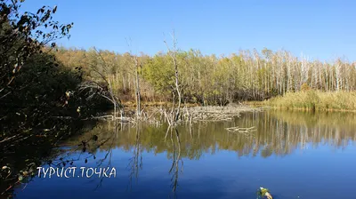 Все оттенки зелени: Фотографии Щепкинского леса для скачивания.