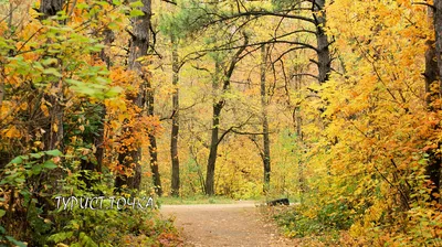 Щепкинский лес в картинках: Бесплатные фото для вашего проекта.