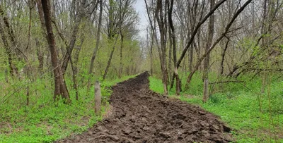 Зеленая гармония: Фото Щепкинского леса в разных разрешениях.