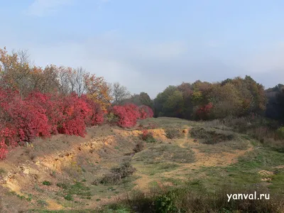 Лесные палитры: Красочные отражения Щепкинской природы